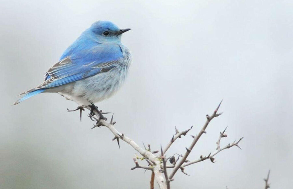 Serene Blue Bird Wallpaper: Enchanting Nature Background