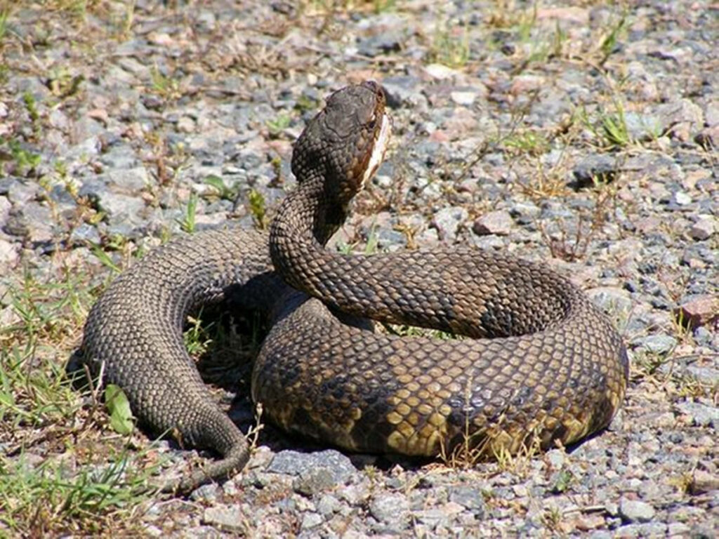 Chubby Brown Water Moccasin Coiled on Gravel Background Wallpaper