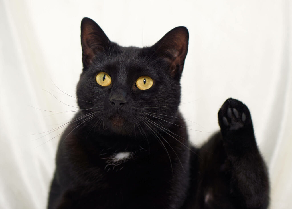 Pawsitively Charming: Captivating Snapshot of a Plump Feline in an Ebony Setting Wallpaper