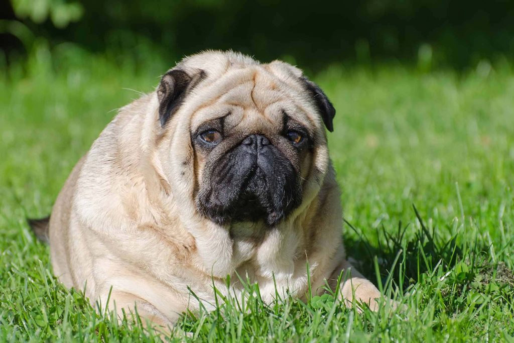 Chubby fawn pug resting peacefully on lush green grass in natural sunlight serene wallpaper