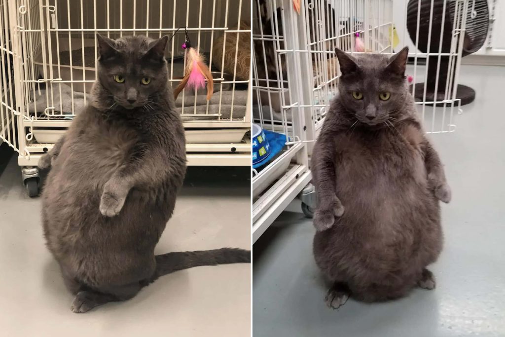Chubby grey cat standing upright indoors near wire crates funny viral meme candid photo Wallpaper
