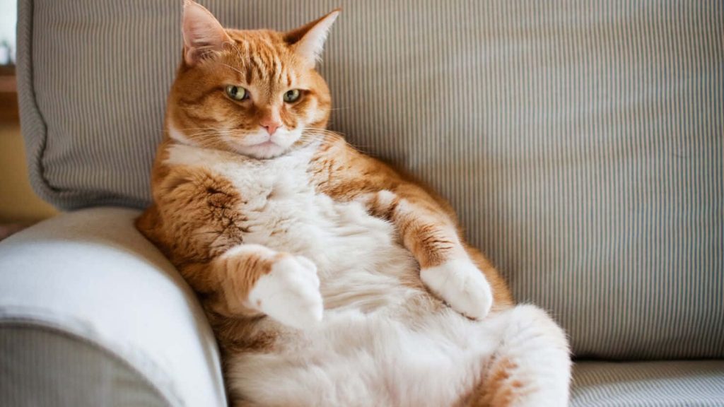 Chubby orange and white tabby cat lounging on striped sofa relaxed cozy lazy day wallpaper