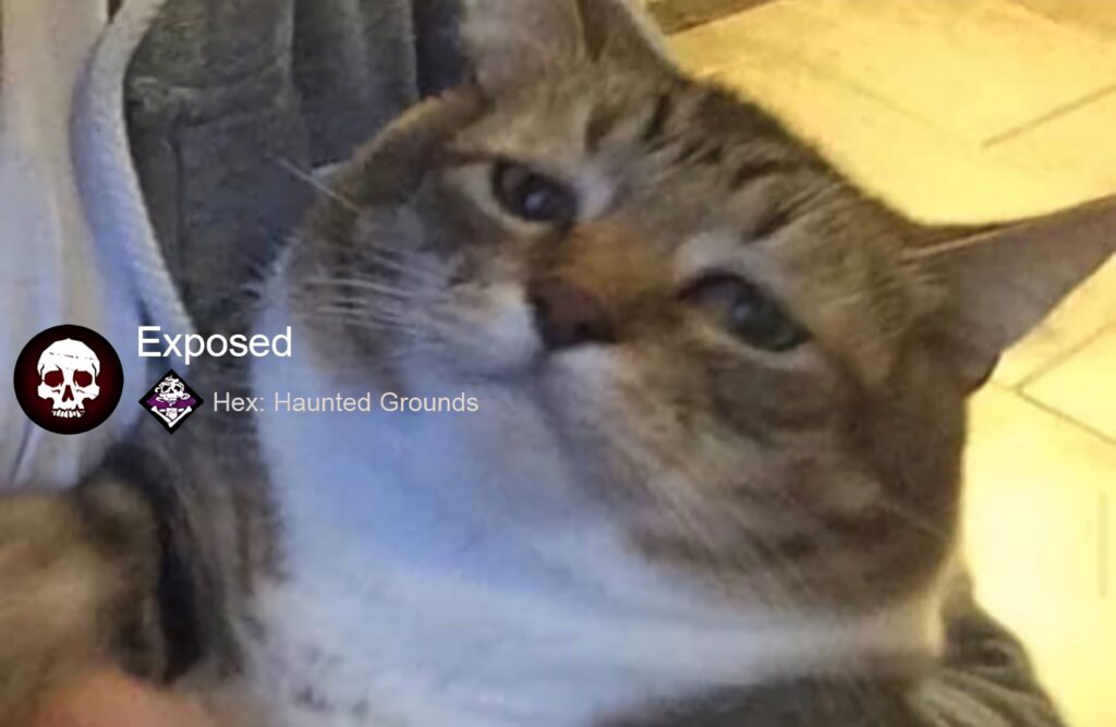 Chubby tabby cat with wide eyes mimicking Exposed meme on warm golden background wallpaper