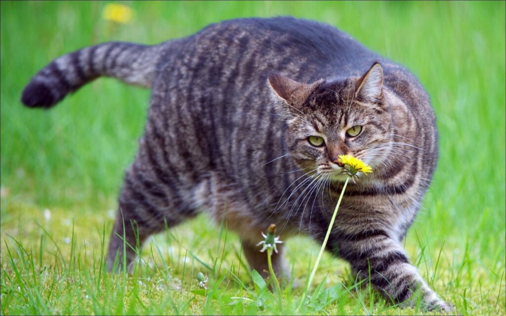 Chubby Tabby Cat Strolling in Lush Green Field with Dandelions Wallpaper