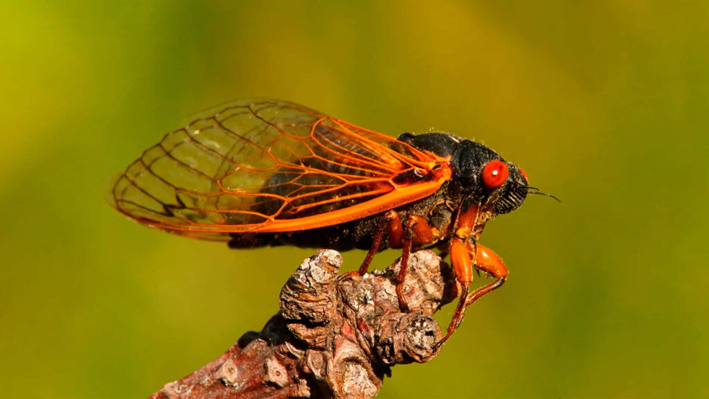 Close-up of cicada after molting with translucent wings and red eyes on green background Wallpaper