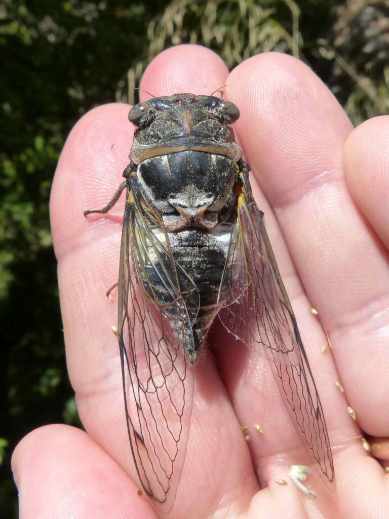 Close-up cicada resting on hand showing detailed transparent wings textured body natural light Wallpaper