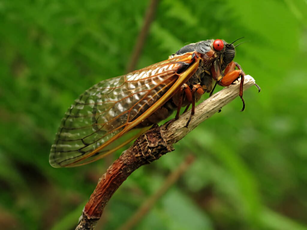 Close-up of vibrant orange brown cicada on twig with transparent wings against green background Wallpaper