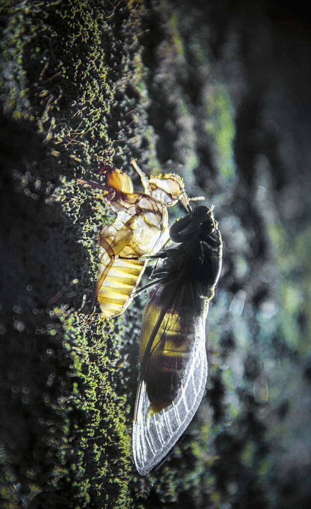 Newly emerged cicada shedding nymph exoskeleton with translucent wings on mossy background Wallpaper