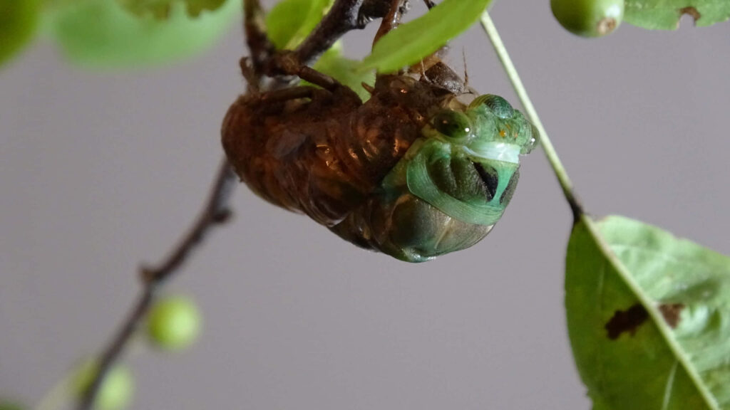 Close-up of green cicada emerging from brown exoskeleton on leaves symbolizing nature transformation Wallpaper