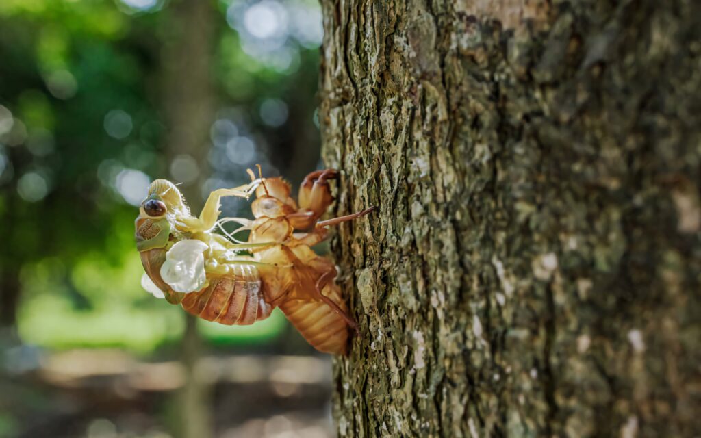 Close-up of cicada emerging from shell on tree trunk with blurred green forest background wallpaper