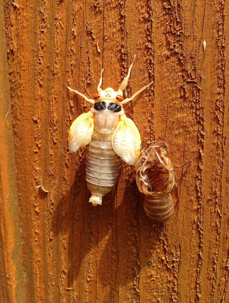 Close-up of cicada emerging from exoskeleton on textured wood showcasing metamorphosis wallpaper