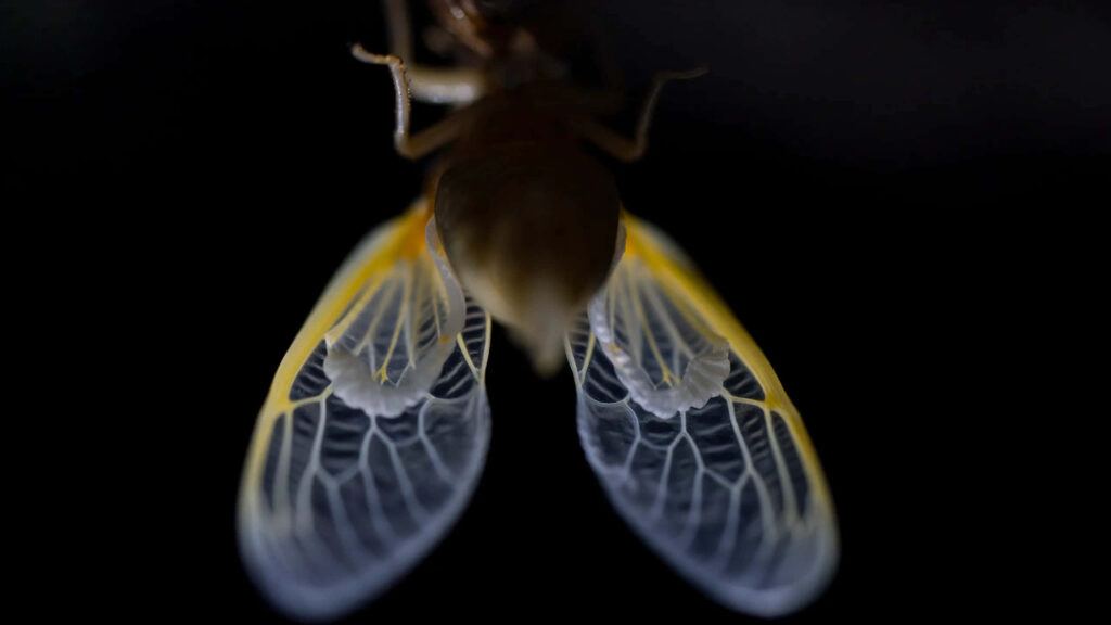 Cicada emerging from exoskeleton with delicate translucent wings and intricate yellow veins on dark background Wallpaper