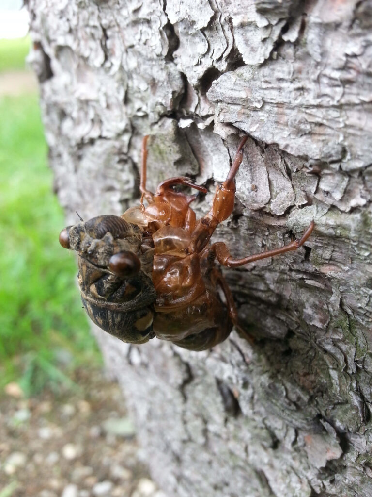 Close-up of cicada emerging from brown exoskeleton on tree bark showing insect metamorphosis Wallpaper