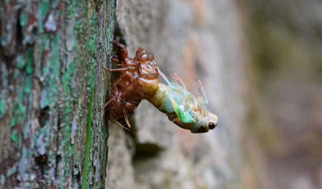 Cicada emerging from exoskeleton on tree bark vivid wallpaper nature transformation renewal