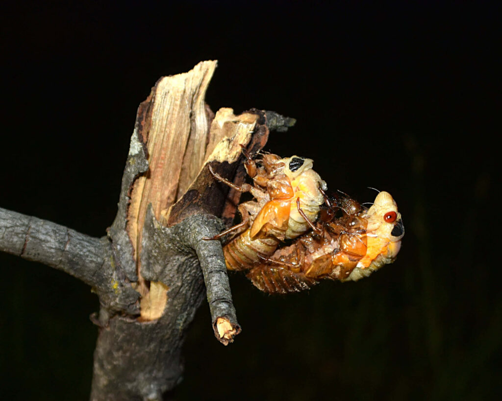 Close-up of cicada emerging from exoskeleton on tree branch showcasing transformation details Wallpaper