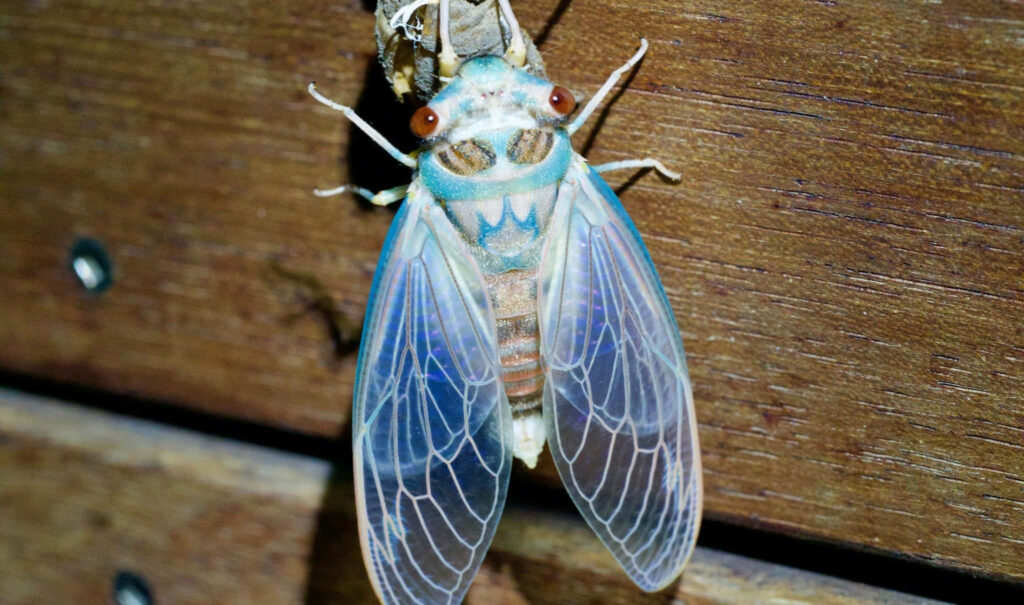 Cicada emerging from exoskeleton with translucent wings on wooden background vibrant blue brown Wallpaper