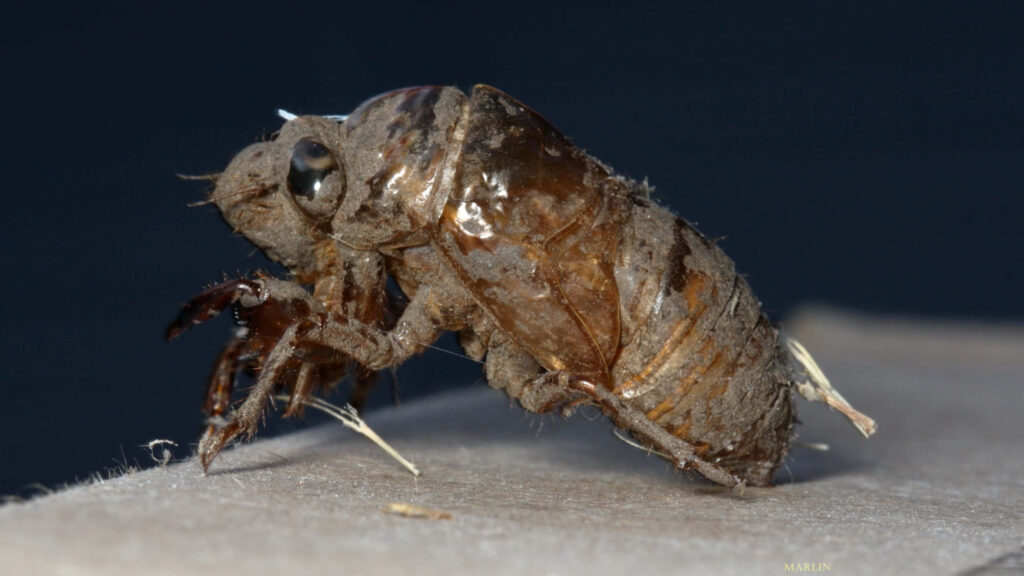 Close-up of cicada emerging from brown exoskeleton showcasing detailed texture and nature transformation Wallpaper