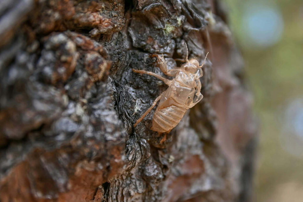 Close-up of cicada exoskeleton on textured tree bark showing intricate patterns and natural colors Wallpaper