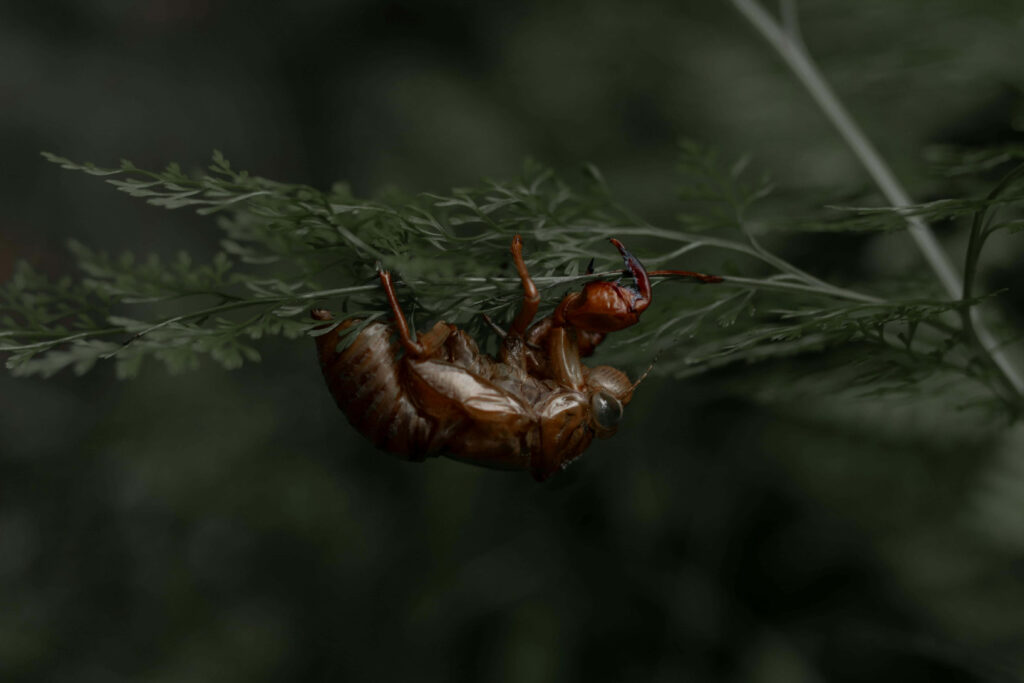 Close up of brown cicada exoskeleton on green foliage detailed textured macro nature background Wallpaper