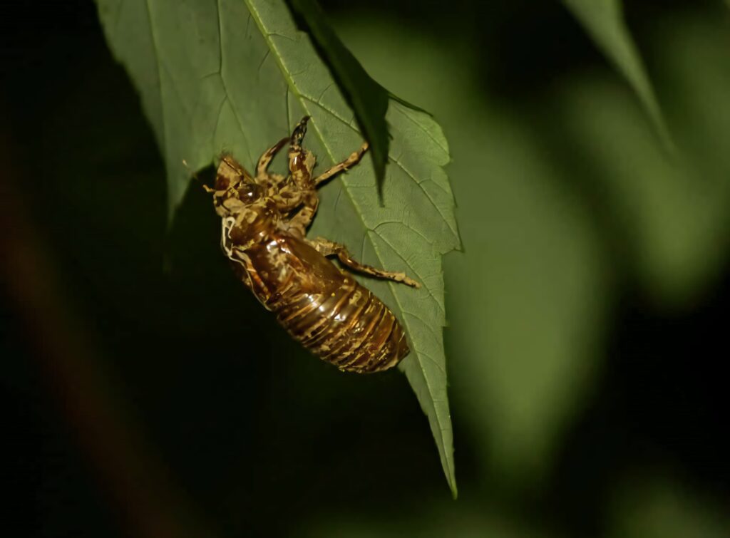 Close-up of cicada exuviae on green leaf showing detailed textures with dark blurred background Wallpaper