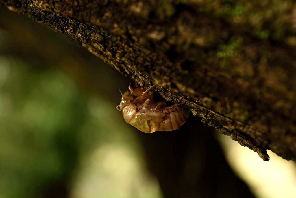 Close-up of cicada exuviae on rough tree bark with earthy tones and soft green background Wallpaper