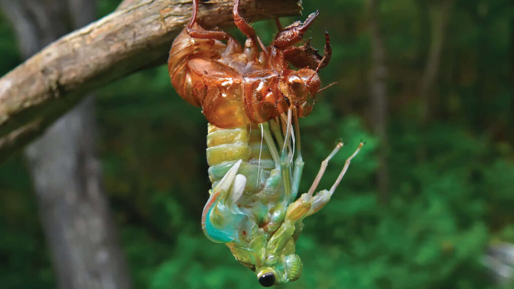 Close-up of vibrant green blue cicada emerging from brown shell on branch nature transformation wallpaper