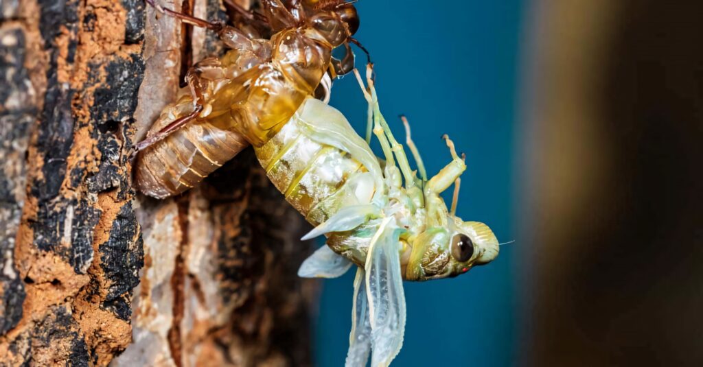 Close-up of cicada molting on tree trunk showing fresh wings and textured exoskeleton wallpaper