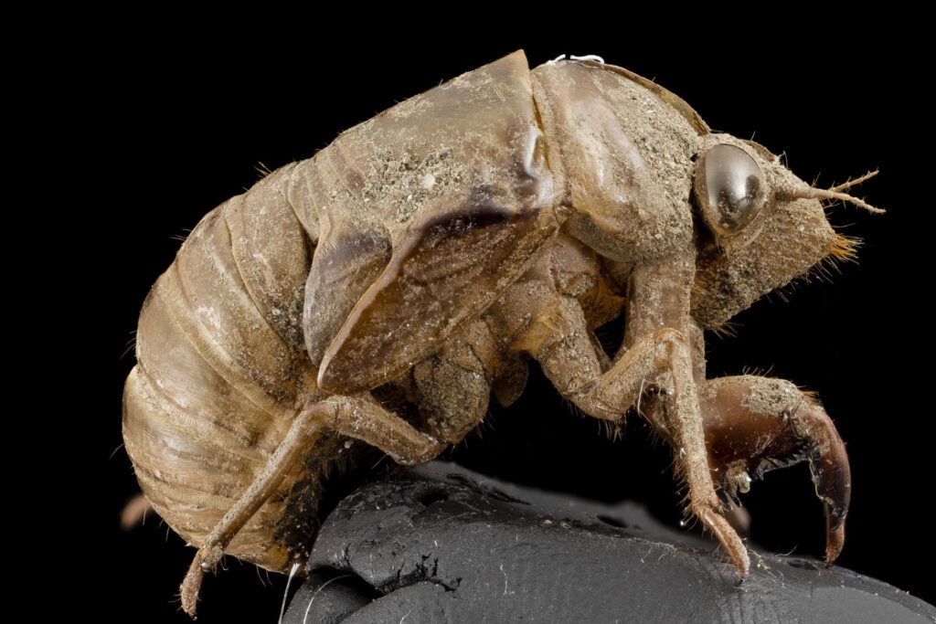 Close up of cicada molting showing detailed brown exoskeleton textures on black background Wallpaper