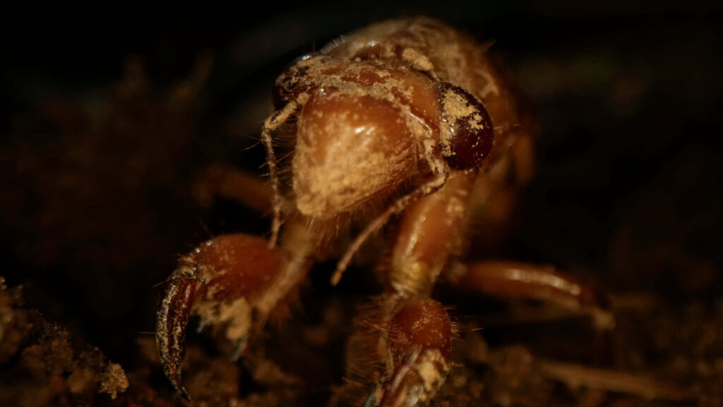 Close-up of cicada nymph emerging from soil showing detailed brown exoskeleton and textures Wallpaper