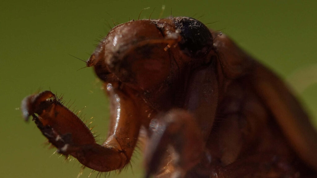 Macro close-up of cicada nymph emerging showing detailed textured exoskeleton on green background Wallpaper