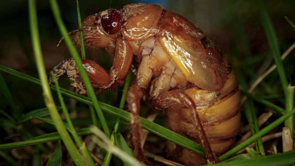 Close-up of cicada nymph emerging in green grass showing amber exoskeleton and textures Wallpaper