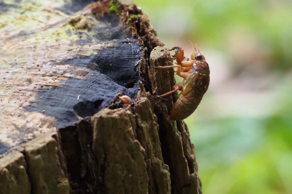 Cicada nymph emerging from weathered tree stump detailed forest scene natural green background Wallpaper