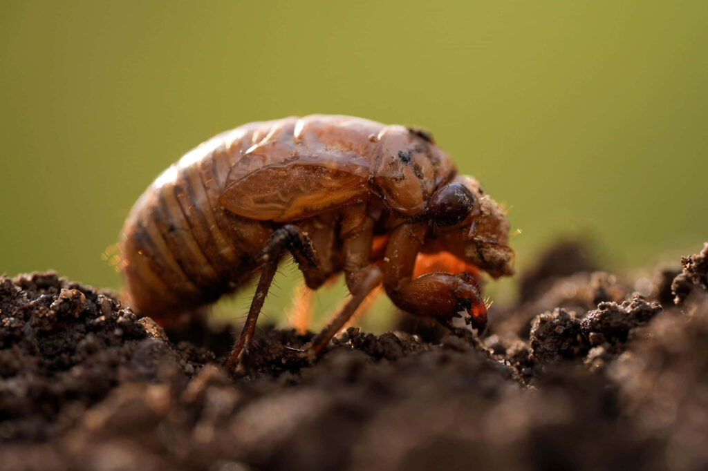 Close-up of cicada nymph exoskeleton on dark soil showing intricate textures and amber hues Wallpaper