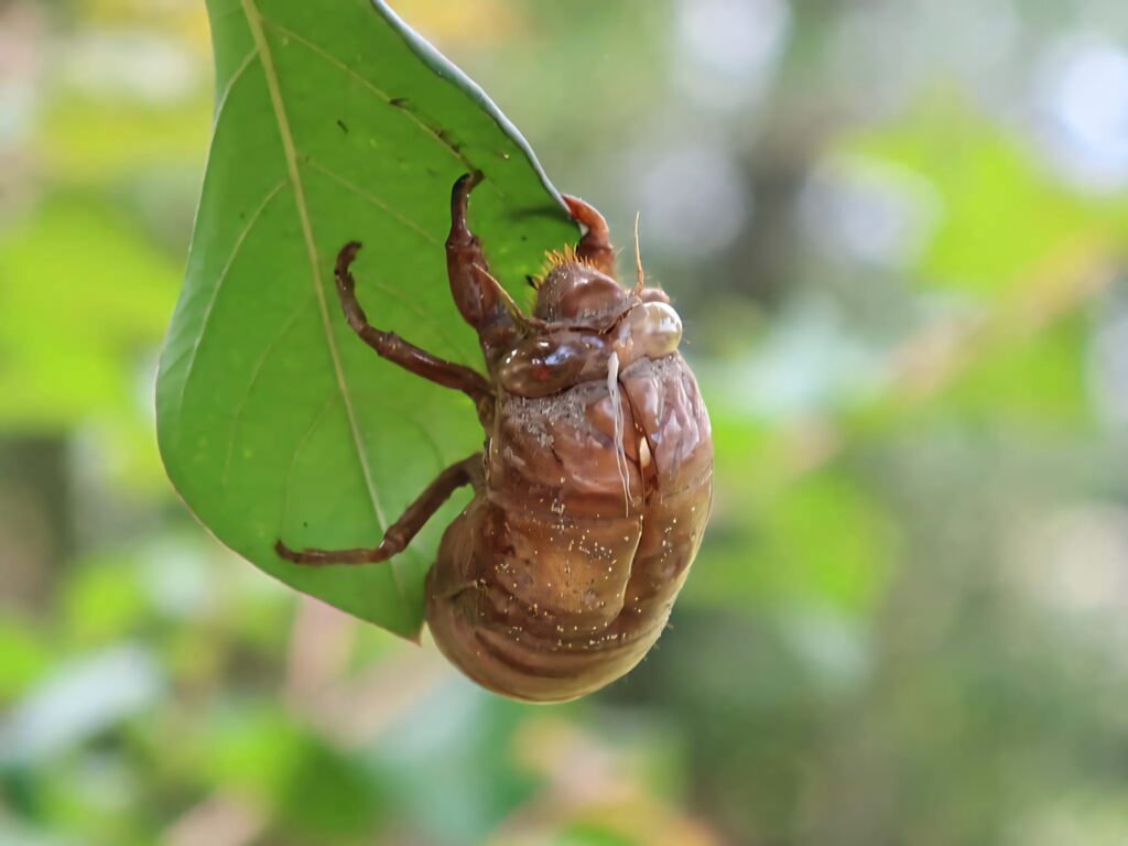 Close-up of brown cicada nymph exoskeleton on green leaf with detailed textures and natural background Wallpaper