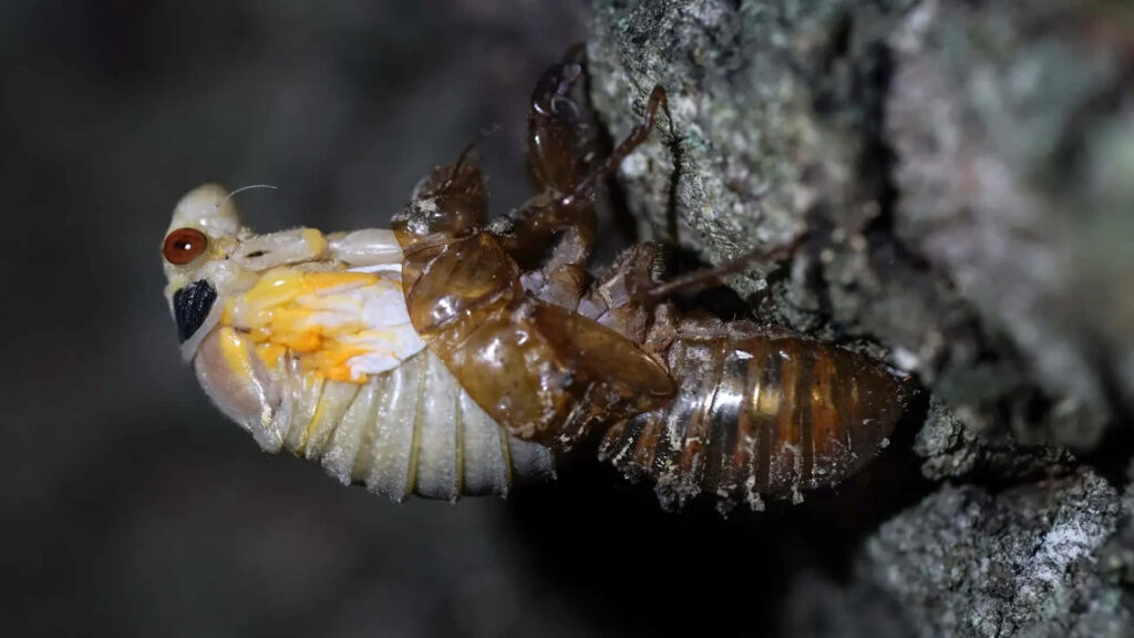 Close-up of cicada nymph molting on tree bark showing detailed transformation in natural hues Wallpaper