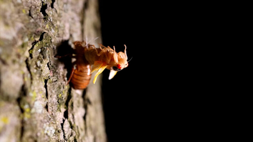 Cicada nymph molting on tree bark detailed close-up vibrant earthy tones black background wallpaper