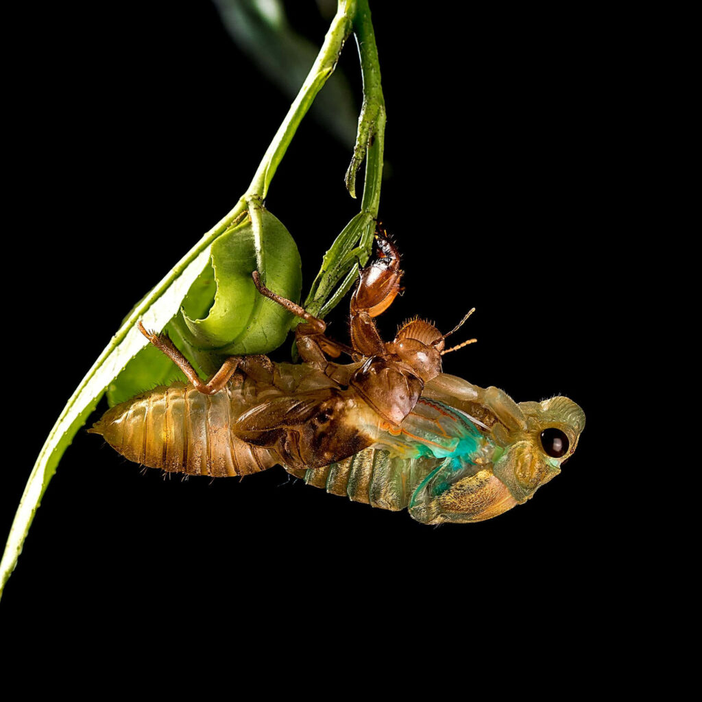 Cicada nymph molting on green plant with translucent details against black background wallpaper