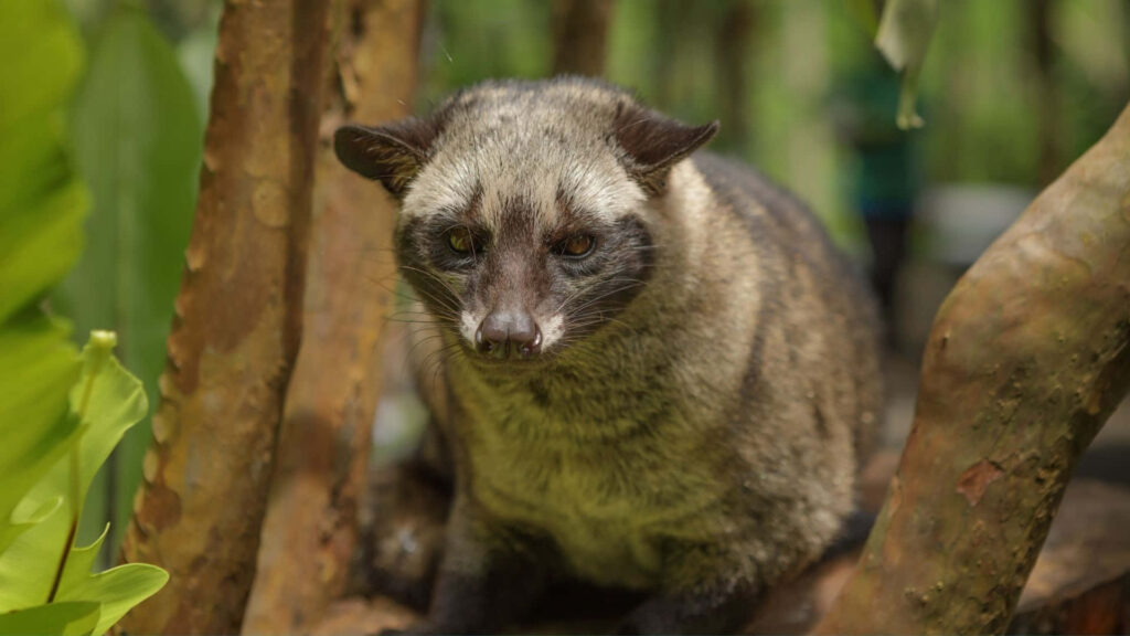 Close-up of civet on tree branch with textured fur and green foliage tropical forest wallpaper