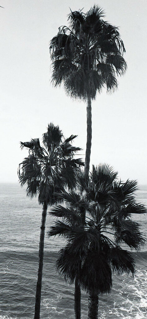 California Coastal Vibe: Black & White Palm Tree Ocean Background Wallpaper