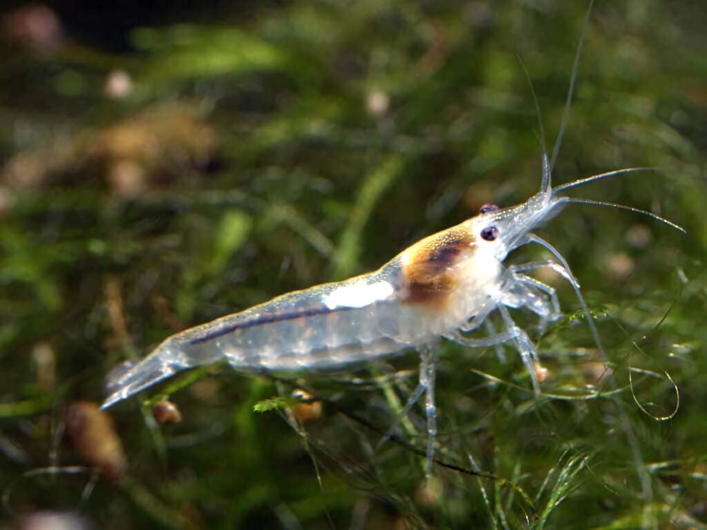 Close-up of translucent cleaner shrimp with long antennae in green underwater environment wallpaper