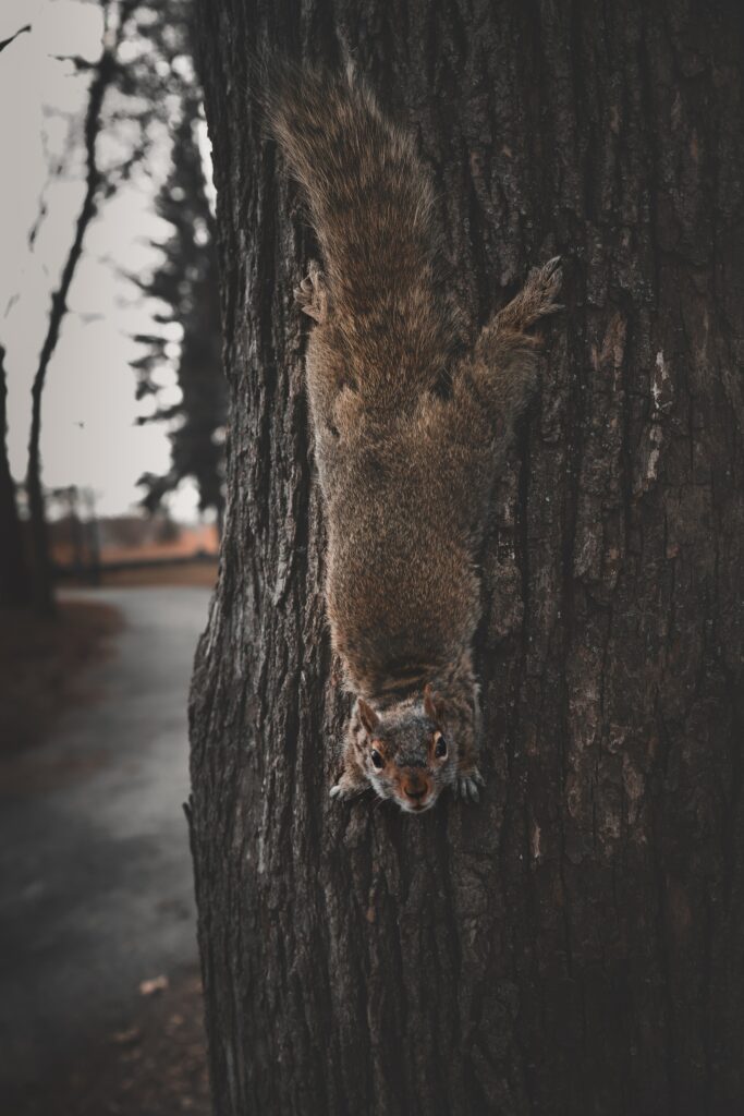 Clever Squirrel Upside Down on Tree Trunk - High-Res Wallpaper