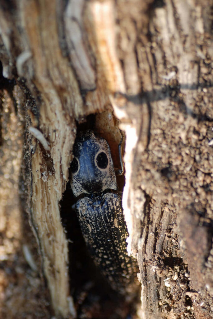 Close-up of click beetle camouflaged on textured tree bark showing eye-like spots and natural colors Wallpaper