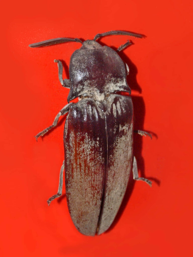 Close-up of a brown click beetle with segmented antennae on vibrant red background nature wallpaper