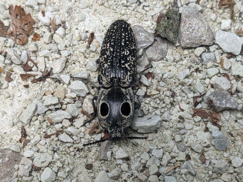 Close-up of a speckled click beetle on rough gravel texture with detailed earthy patterns background Wallpaper