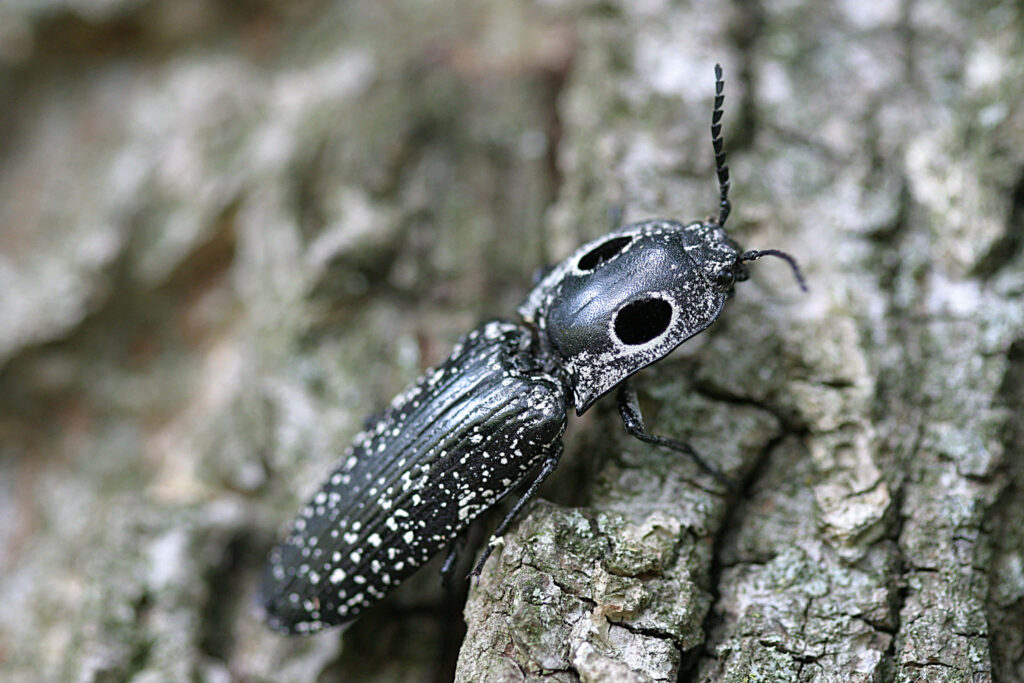 Click Beetle on rugged tree bark with speckled black body and false eye spots wallpaper background
