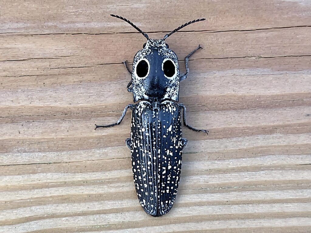 Click Beetle with white spots and eye markings on textured natural wood grain background wallpaper