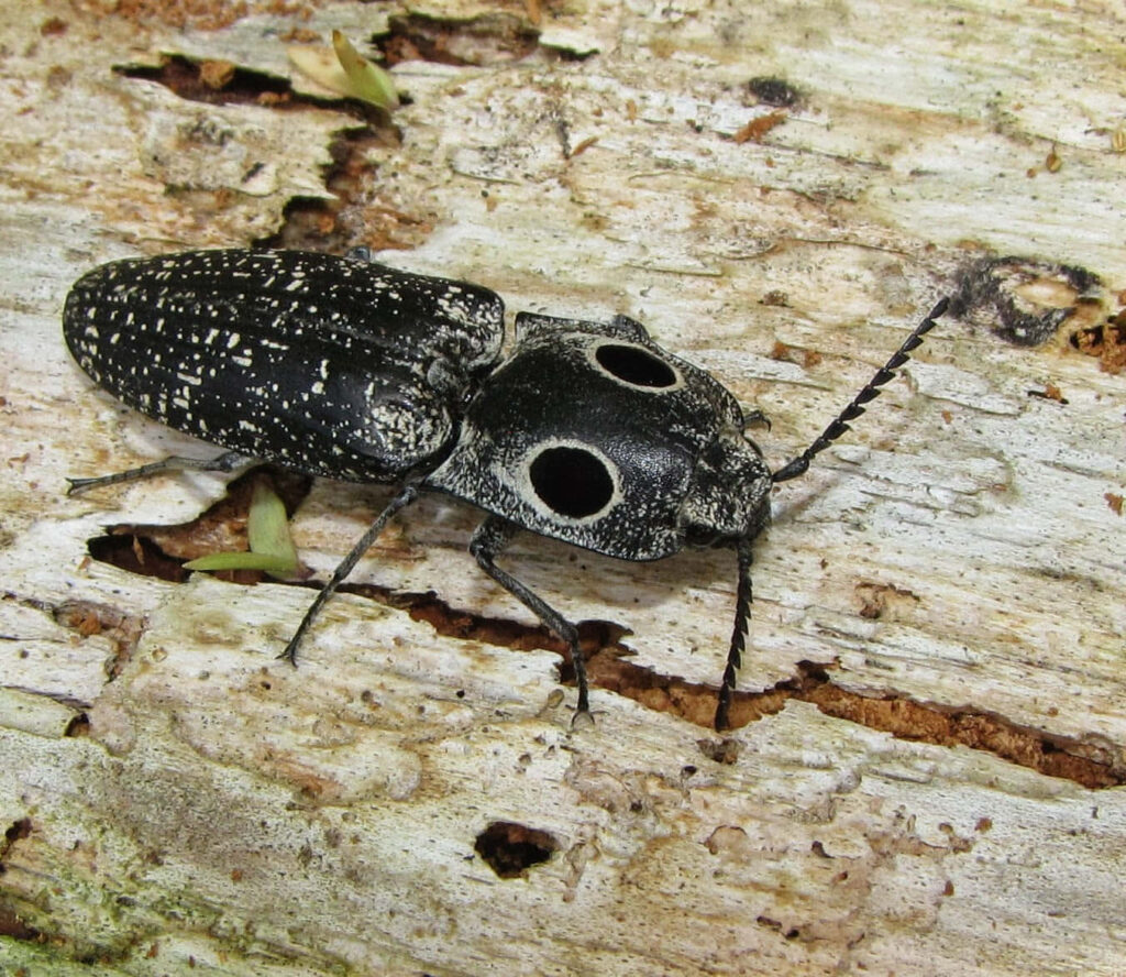Close-up of Click Beetle with white speckles and false eyes on textured tree bark in daylight Wallpaper