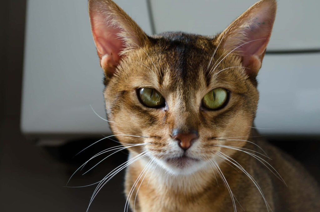 Stunning Abyssinian Cat Wallpaper: Green Eyes & Rich Fur Background