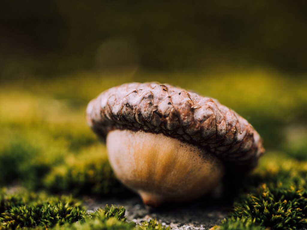 Acorn Close-Up on Mossy Surface - Textured Cap Wallpaper Background
