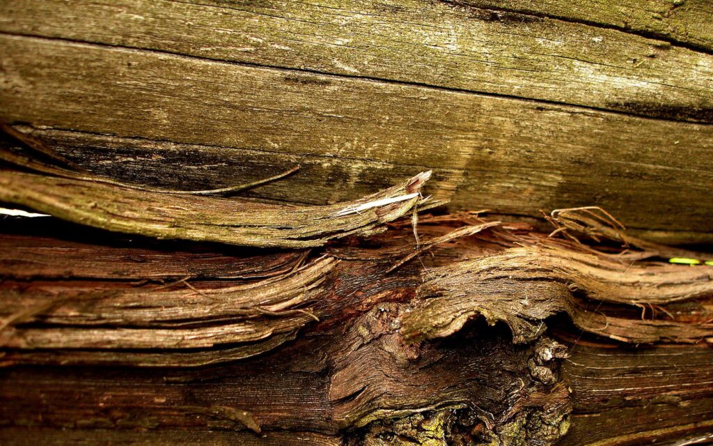 Intricate Aged Wood Wallpaper Background with Textured Bark Details